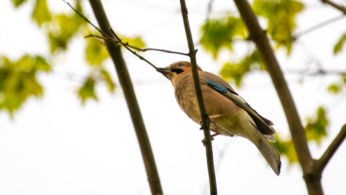 Сойка - Владимир Лазарев