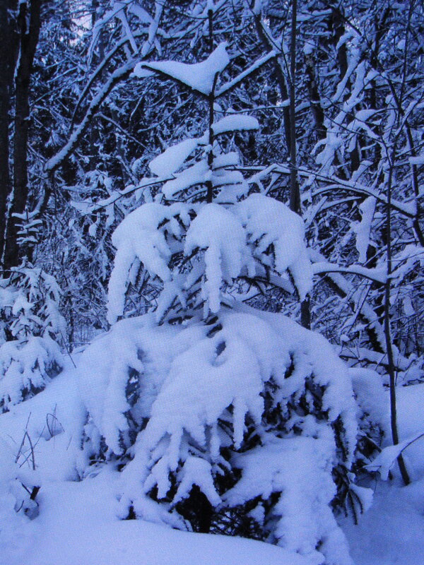 Зимняя красавица - Людмила Смородинская