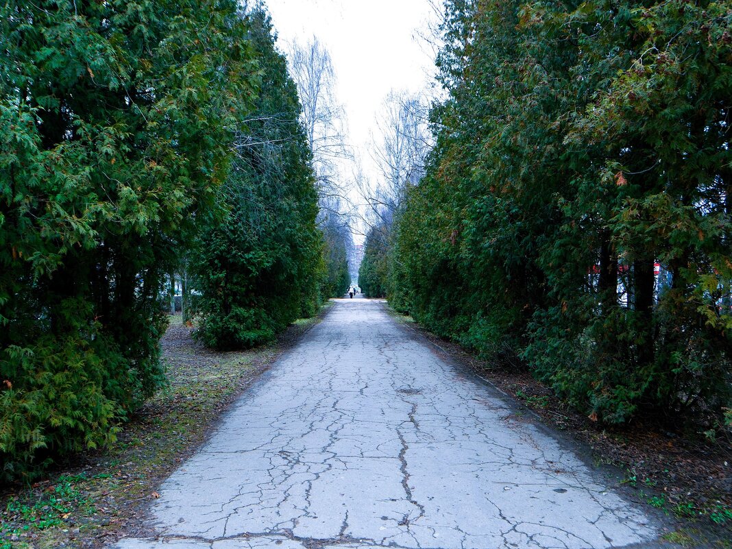 Чебоксары. Туевая аллея Эгерского бульвара в первые дни зимы. - Пётр Чернега Чебоксары. Туевая аллея Эгерского бульвара в первые дни зимы. - Пётр Чернега