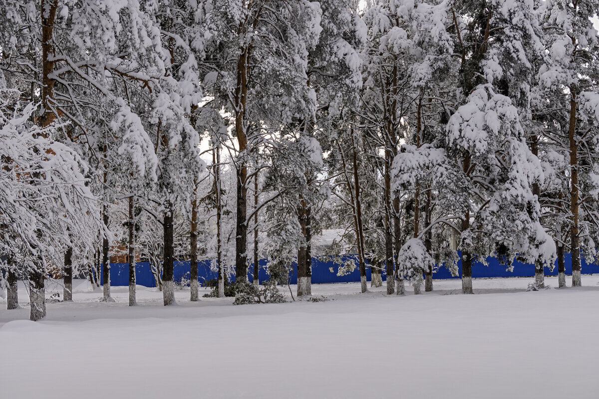 Редко у нас бывают такие зимы - Игорь Сикорский