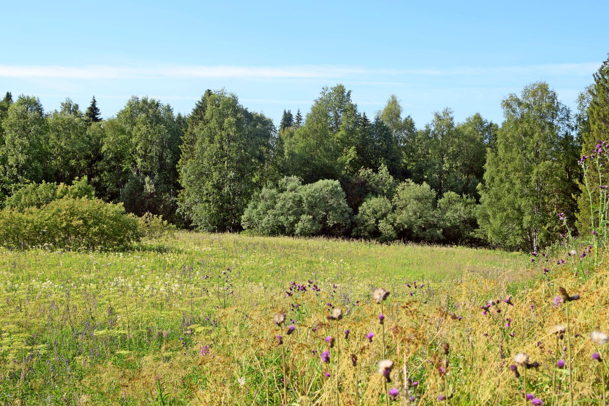 Поляна. - ВикТор Быстров