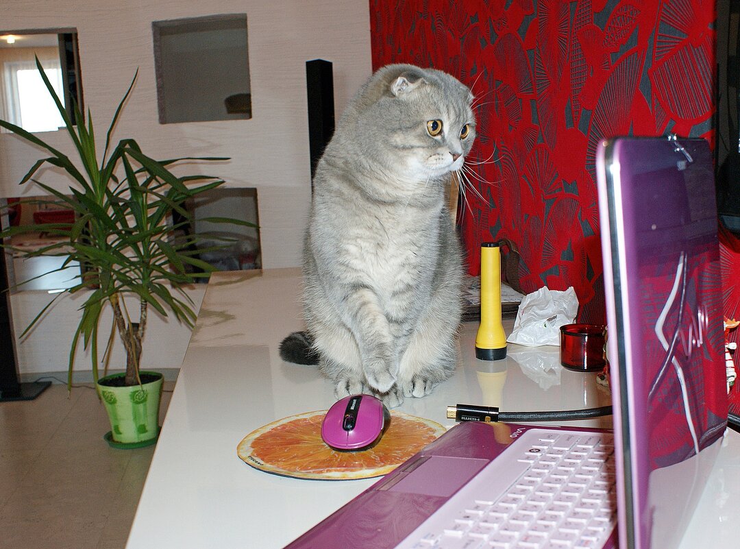 Сейчас, только нажму на мышку... - Галина Нестратова