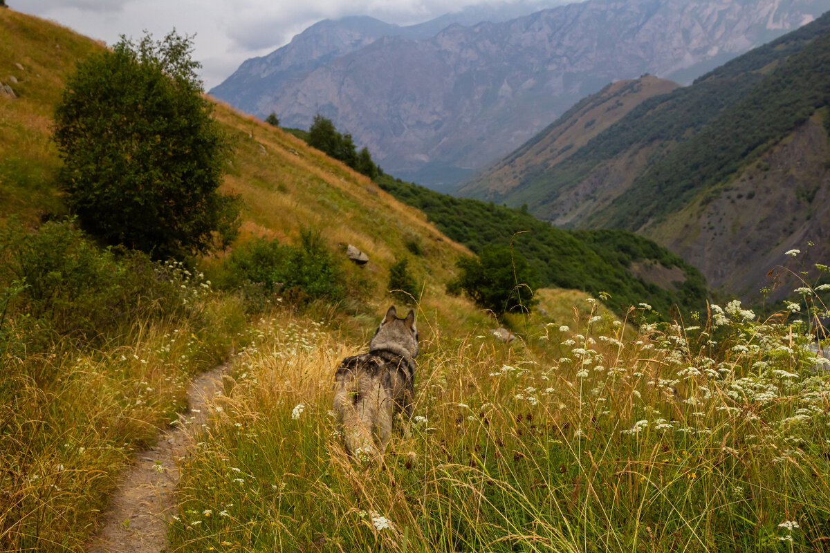 Дозор - Алексей 