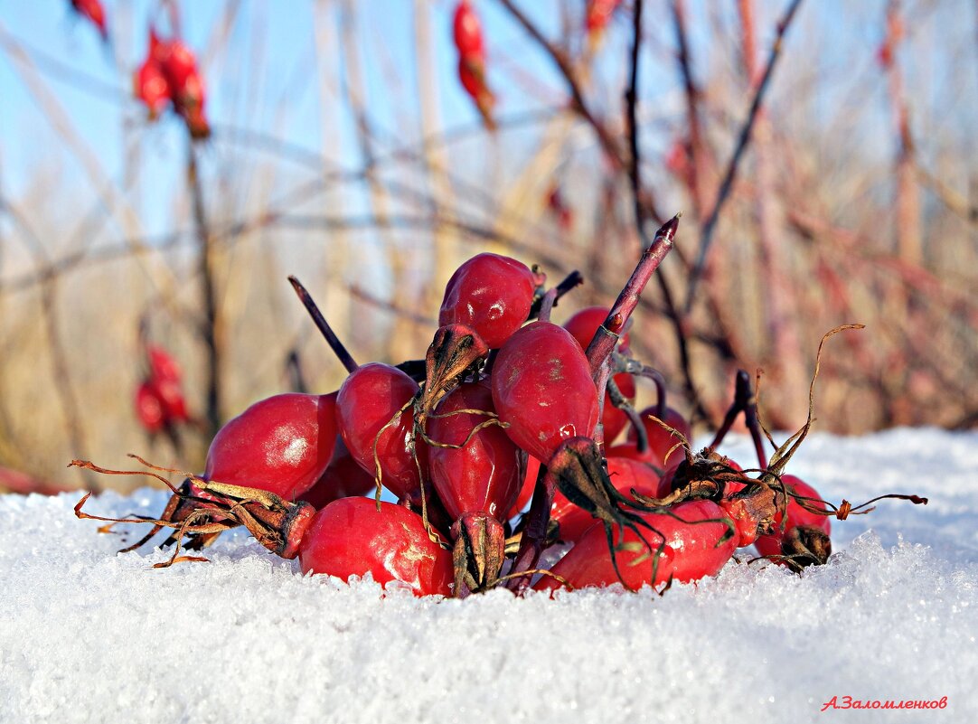 Пополнить запасы живых витаминов.. - Андрей Заломленков Пополнить запасы живых витаминов.. - Андрей Заломленков