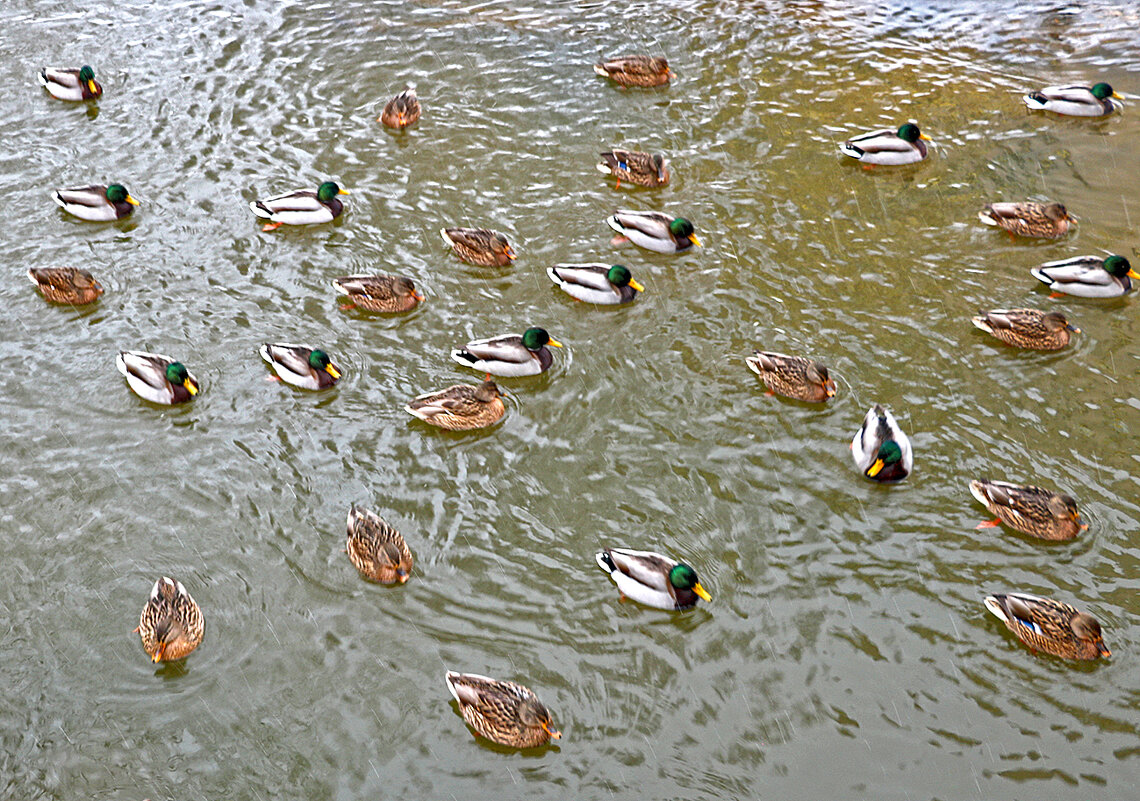 Зимние уточки на речке Песочной - Светлана 