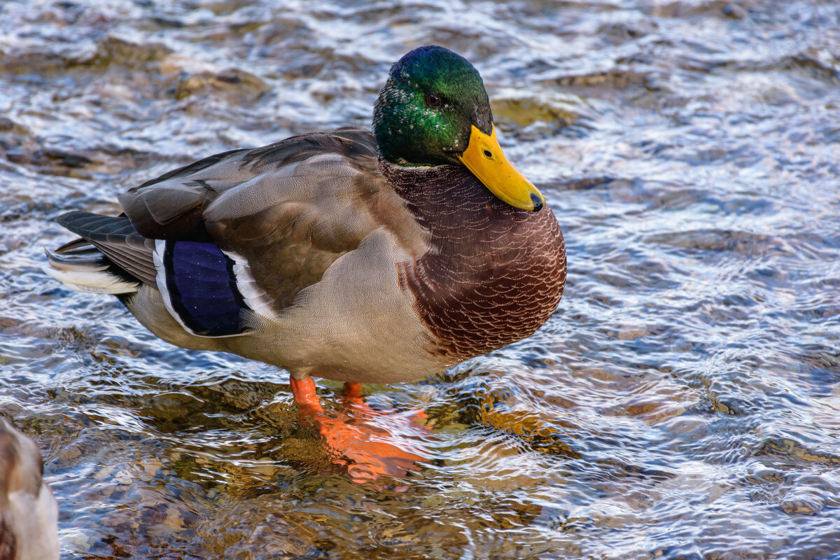 отдых - Александр Тихомиров