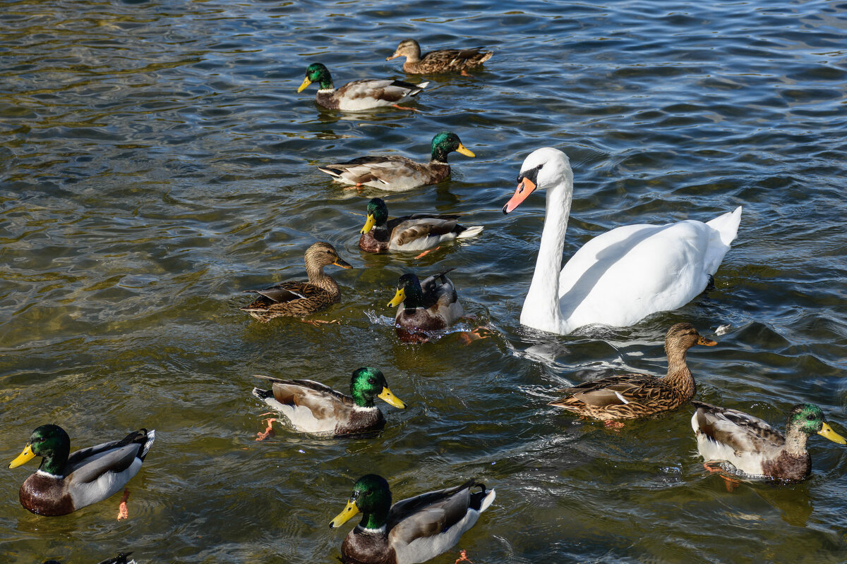 Разномастные водоплавающие - Александр Тихомиров