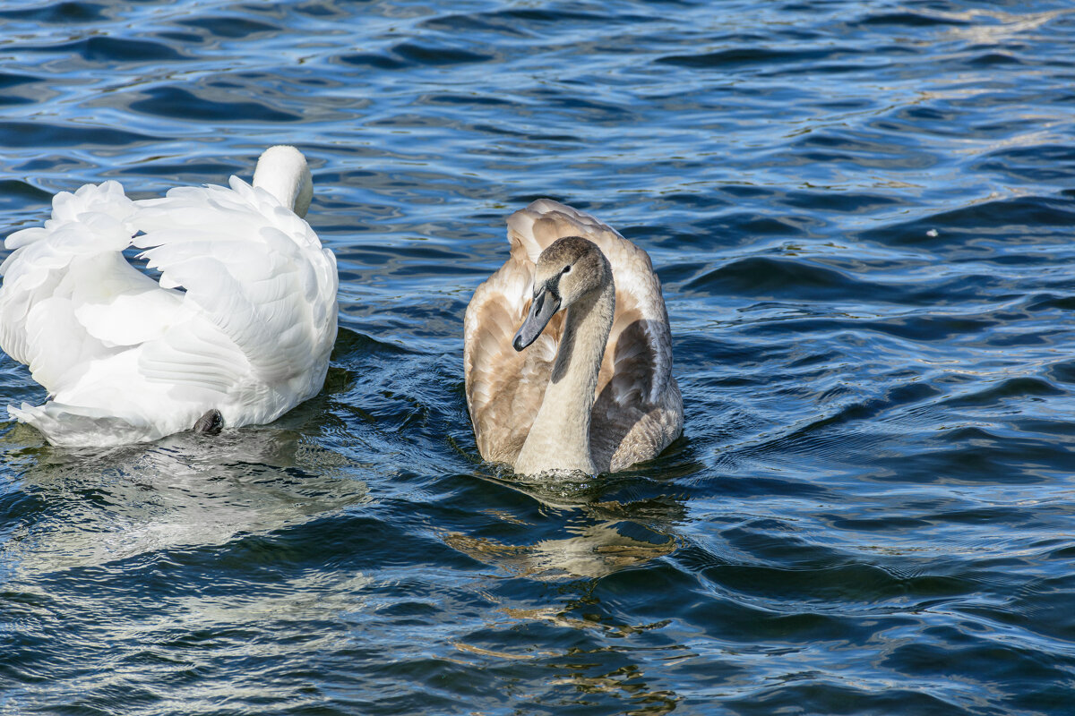 Один серый, другой белый... - Александр Тихомиров