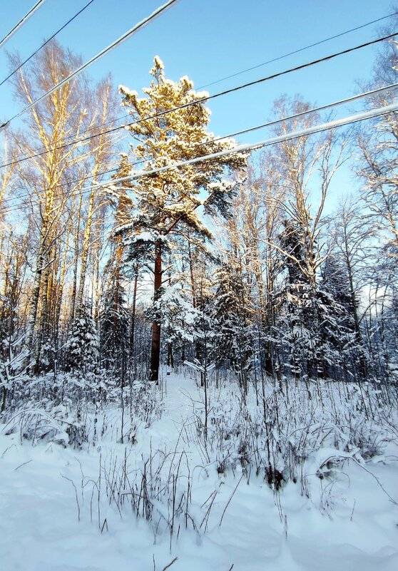 Мороз и солнце... - Ирина 