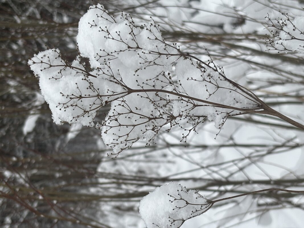 Все в снегу - Ольга Савельева 