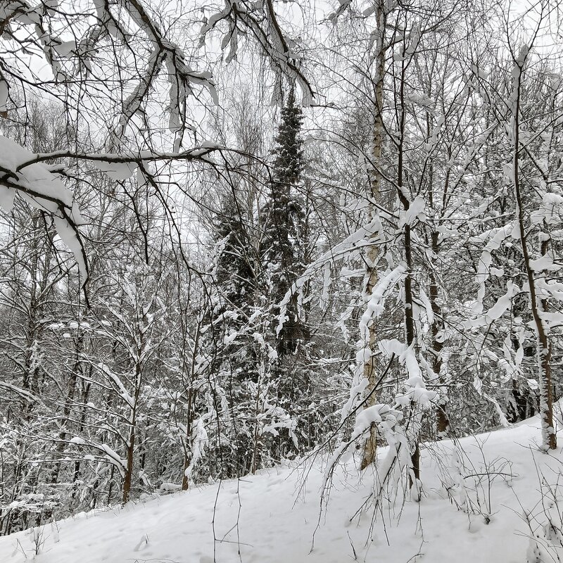 зверьки на деревьях - Владимир 