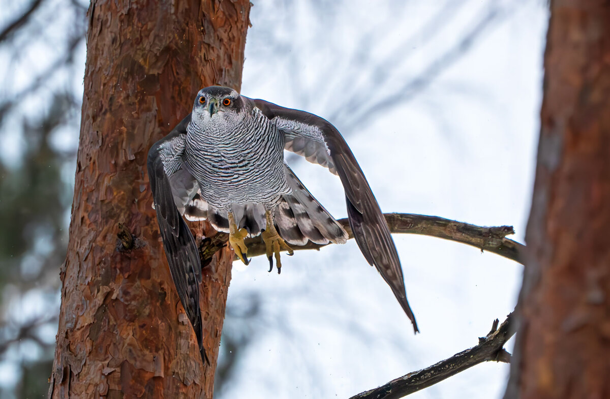 Тетеревятник.04.01.2026 - Viktor Makarov