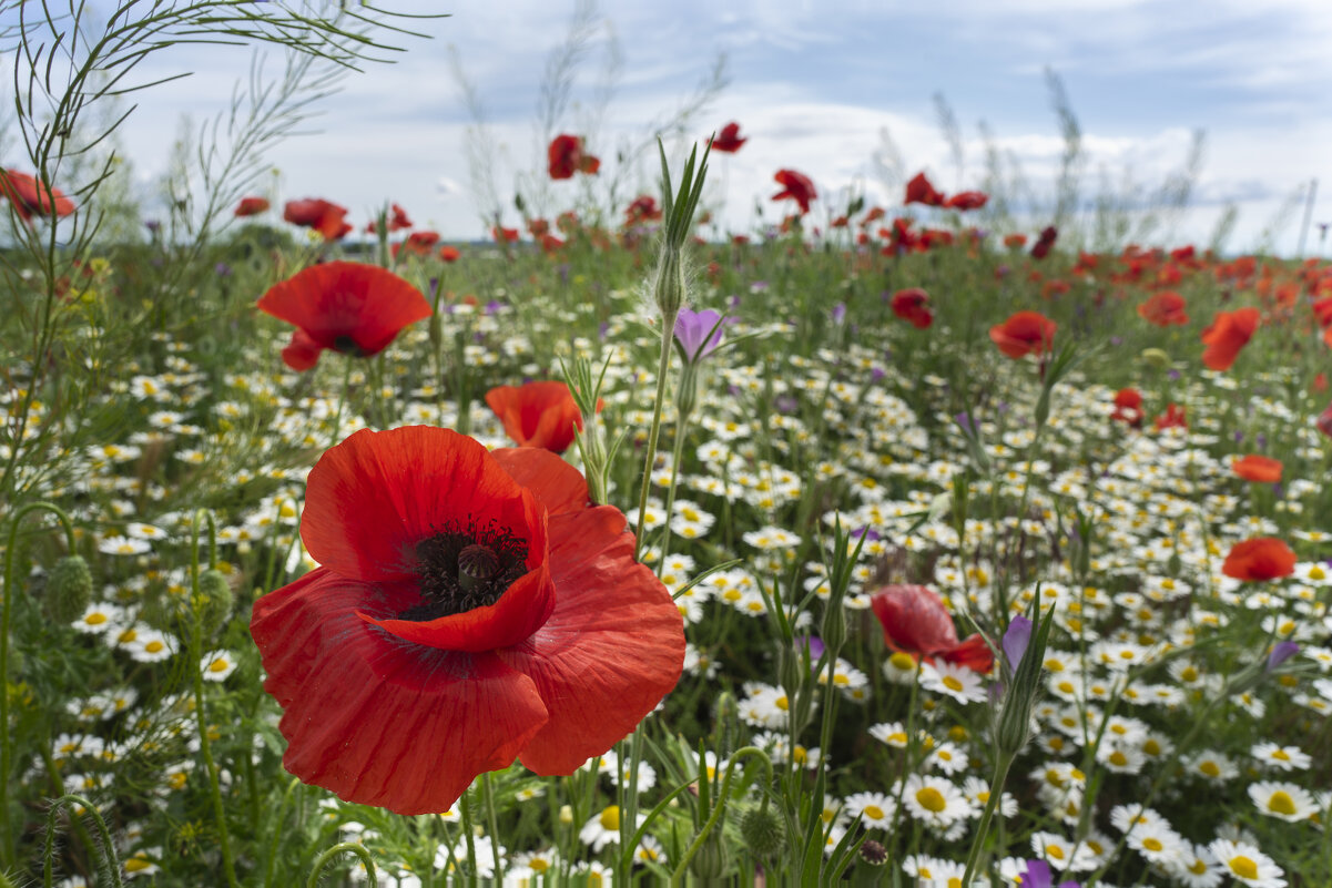 май - Igor бирюков