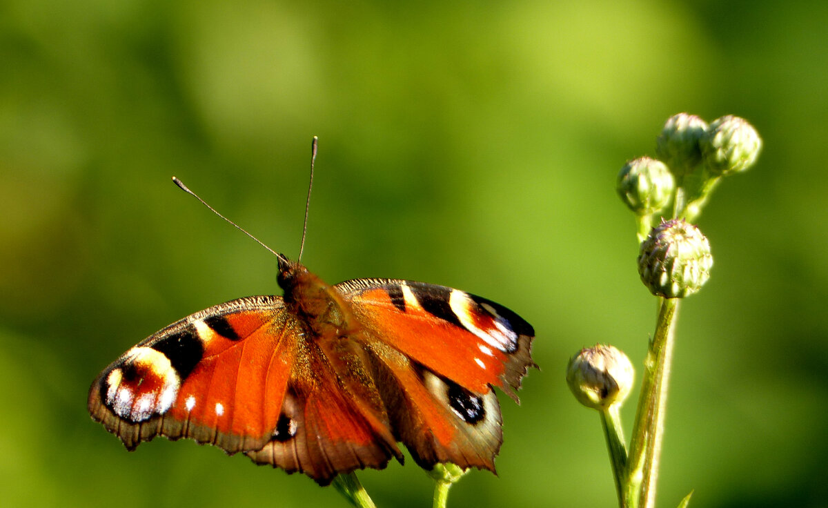 опять про бабочек...271 - Александр Прокудин
