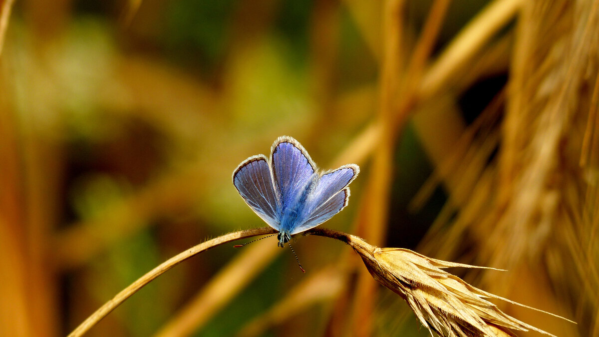опять про бабочек...275 - Александр Прокудин опять про бабочек...275 - Александр Прокудин