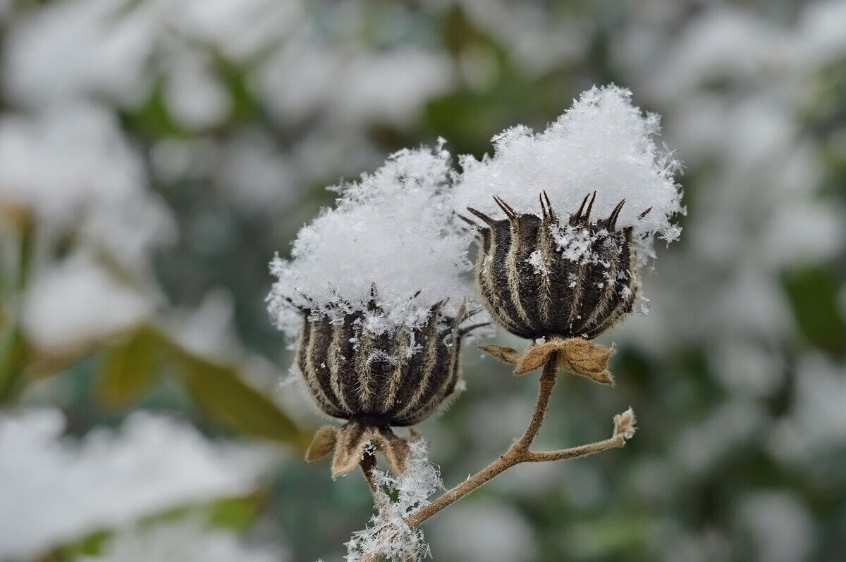 Десерт от Снежной Королевы.... - Надежда Куркина 