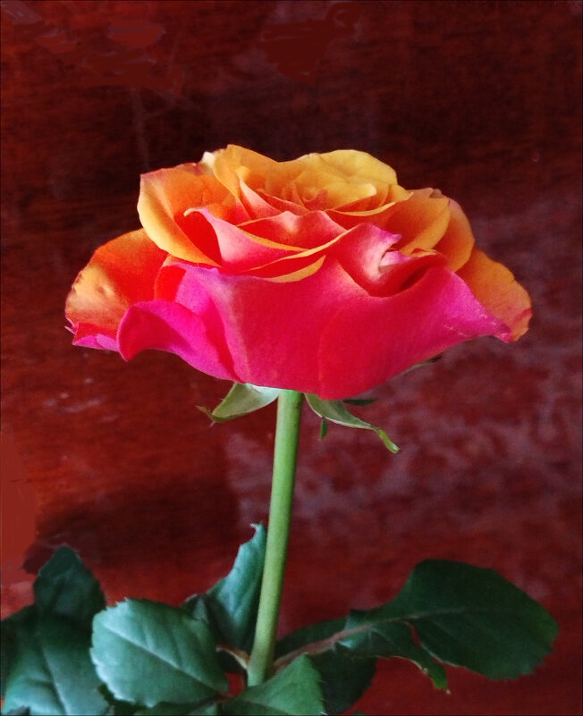 Розочка! - Надежда 