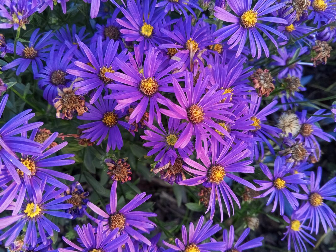 Астра - Сапсан 