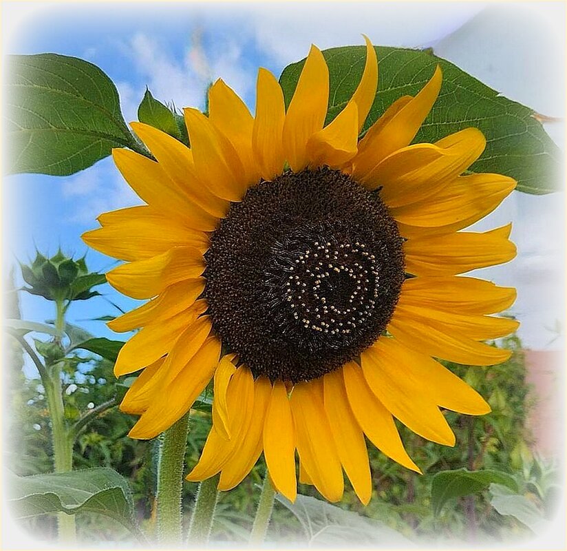 Подсолнух - Наталья Куликова Подсолнух - Наталья Куликова