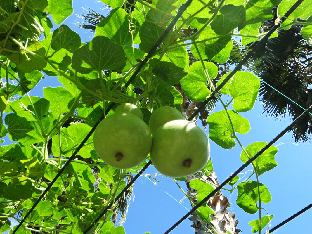 лето - марта Камушкина