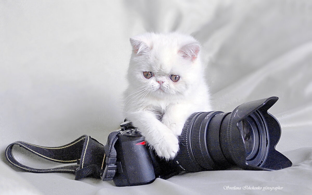 ... - Светлана Ищенко