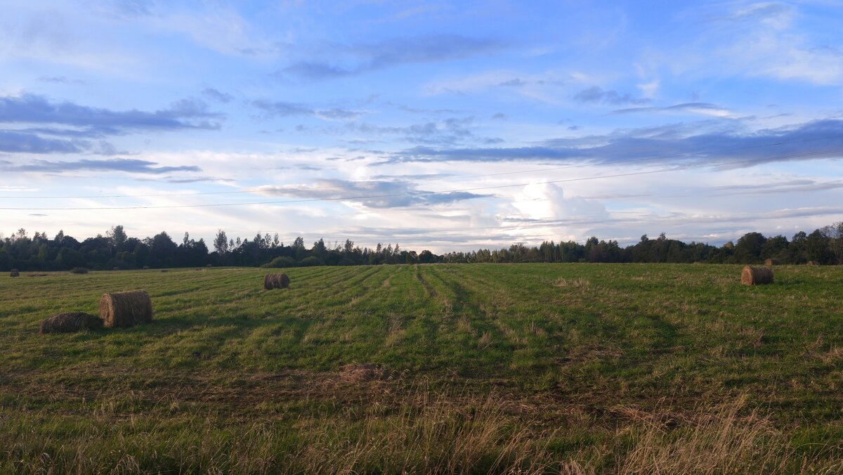 Поле между Скново и Староселком - Артем 
