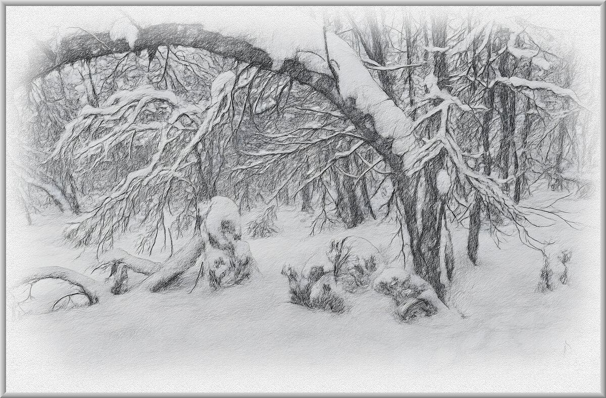 Зимний лес. - Aleksey Afonin