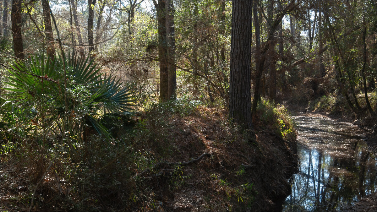 Зимний лес - **** vedin