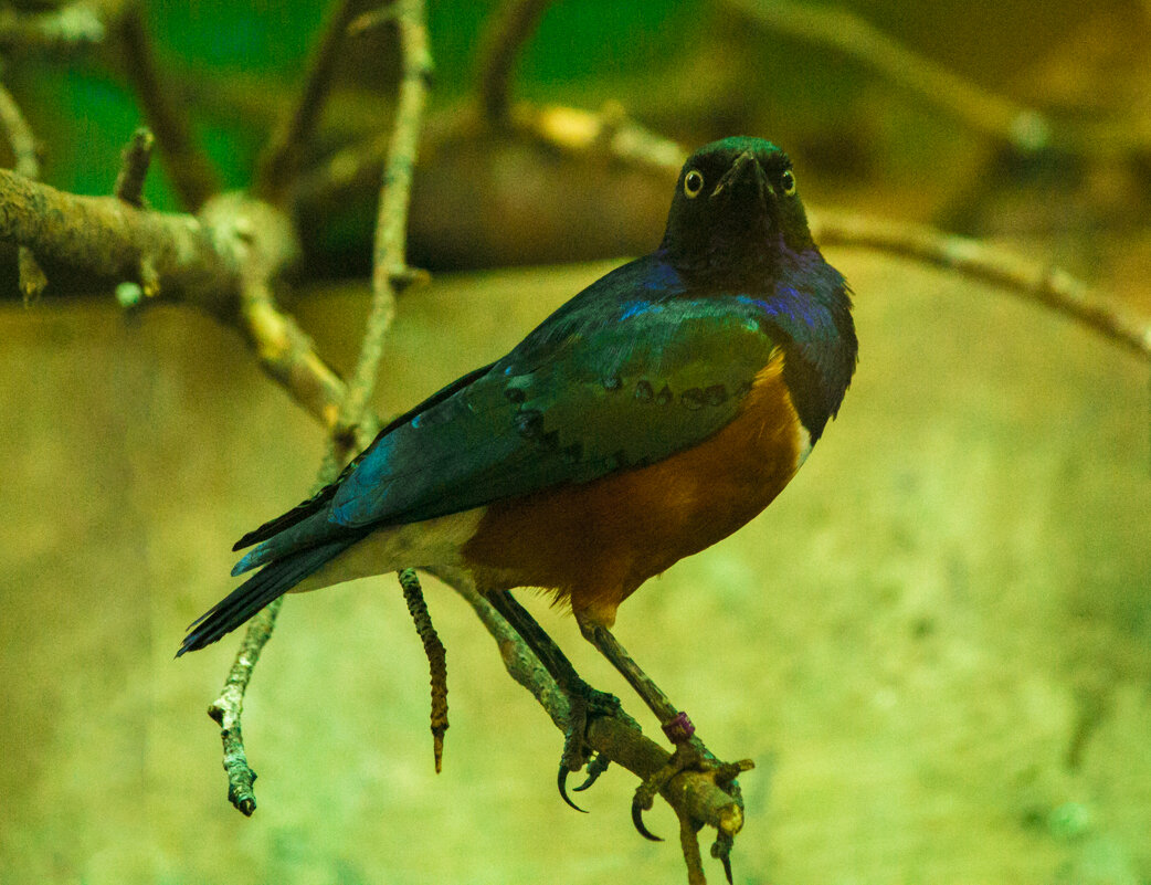 В душе-то он КРАСАВЕЦ - Владимир Максимов