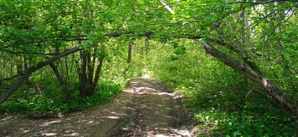 майские тропы - Елена Шаламова майские тропы - Елена Шаламова