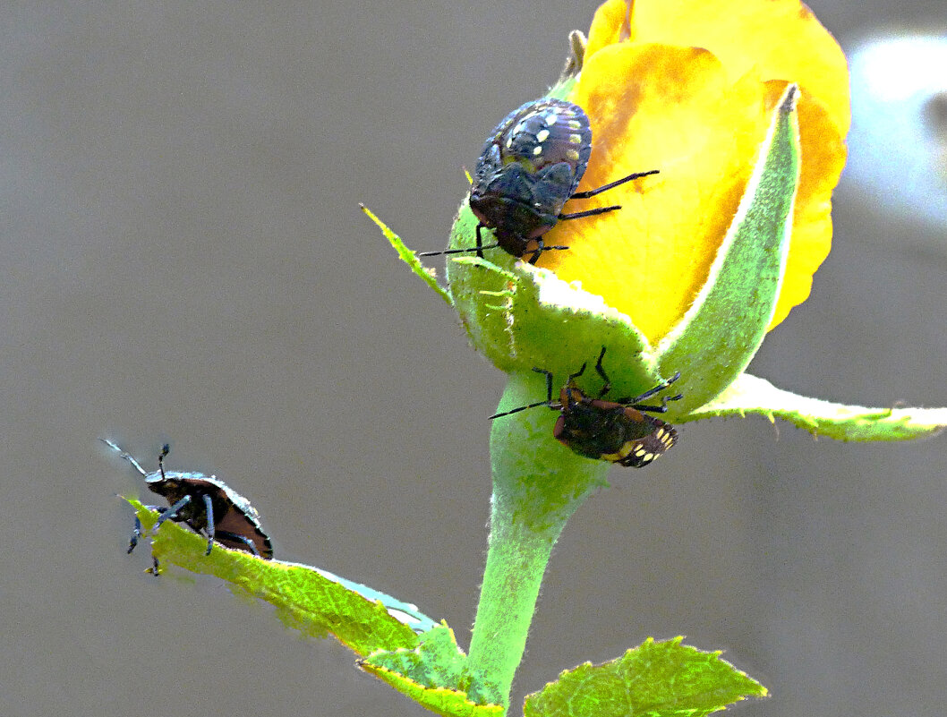 Нашествие - Валентин Семчишин Нашествие - Валентин Семчишин