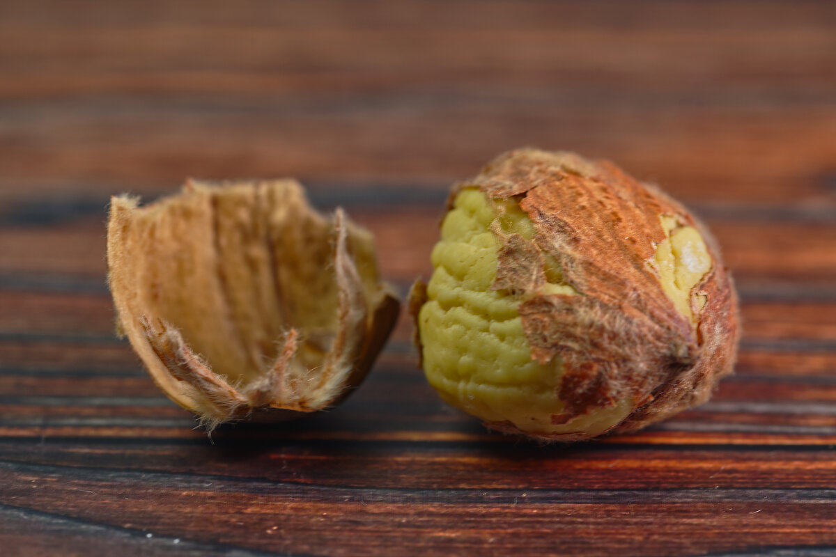 Каштан - Jakob Dick