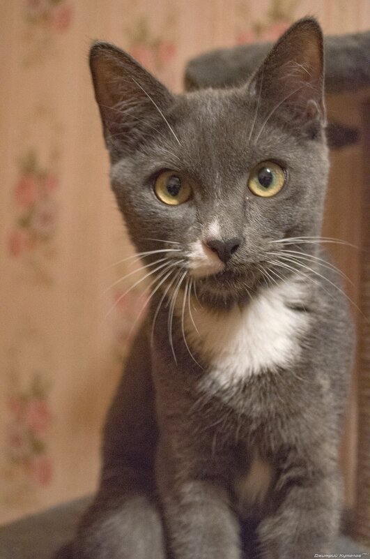 Том - Дмитрий Кутепов