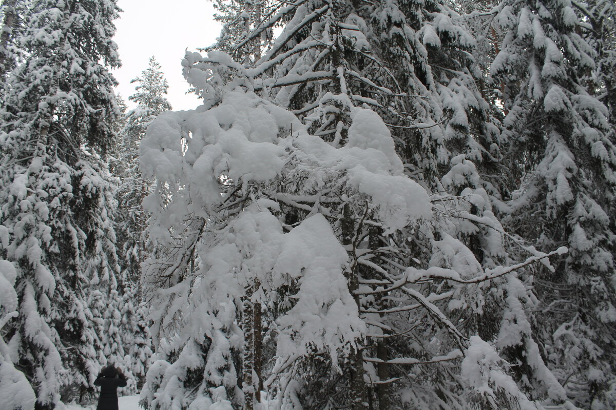 Зимний лес - maikl falkon 