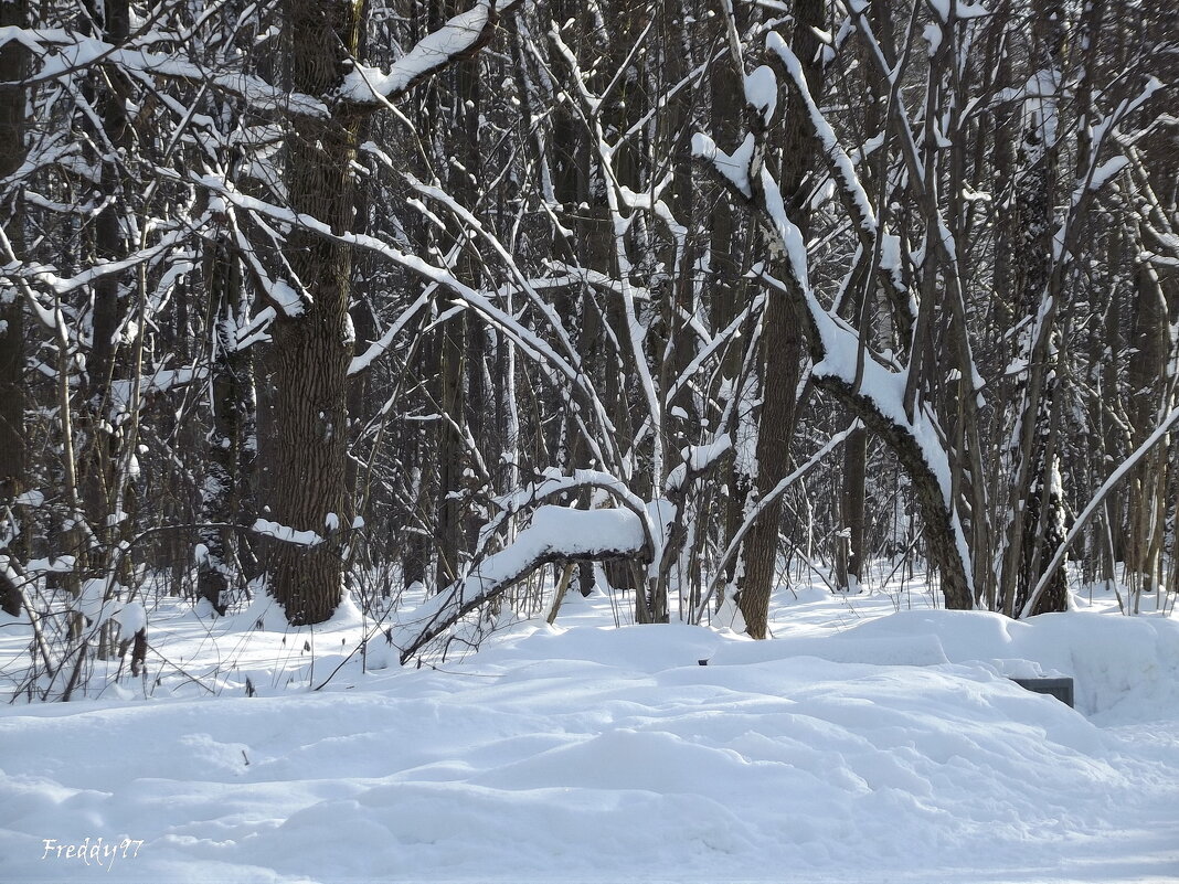 Прогулка в солнечный день... - Freddy 97