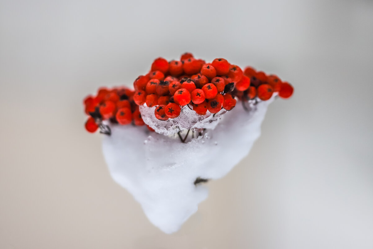 Ягодный пломбир - Игорь Шевченко