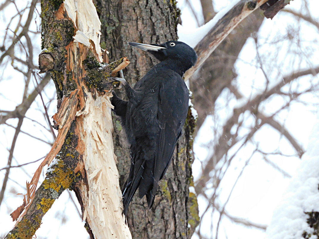 Желна - Лина 