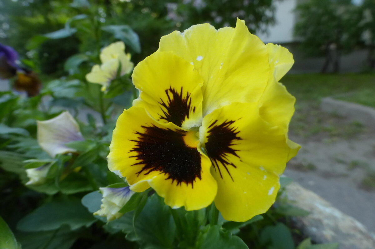 Виолка - Елена Суханова Виолка - Елена Суханова