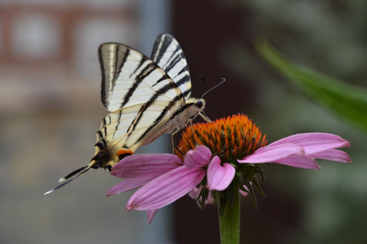 Нежданная гостья... - Надежда Куркина 