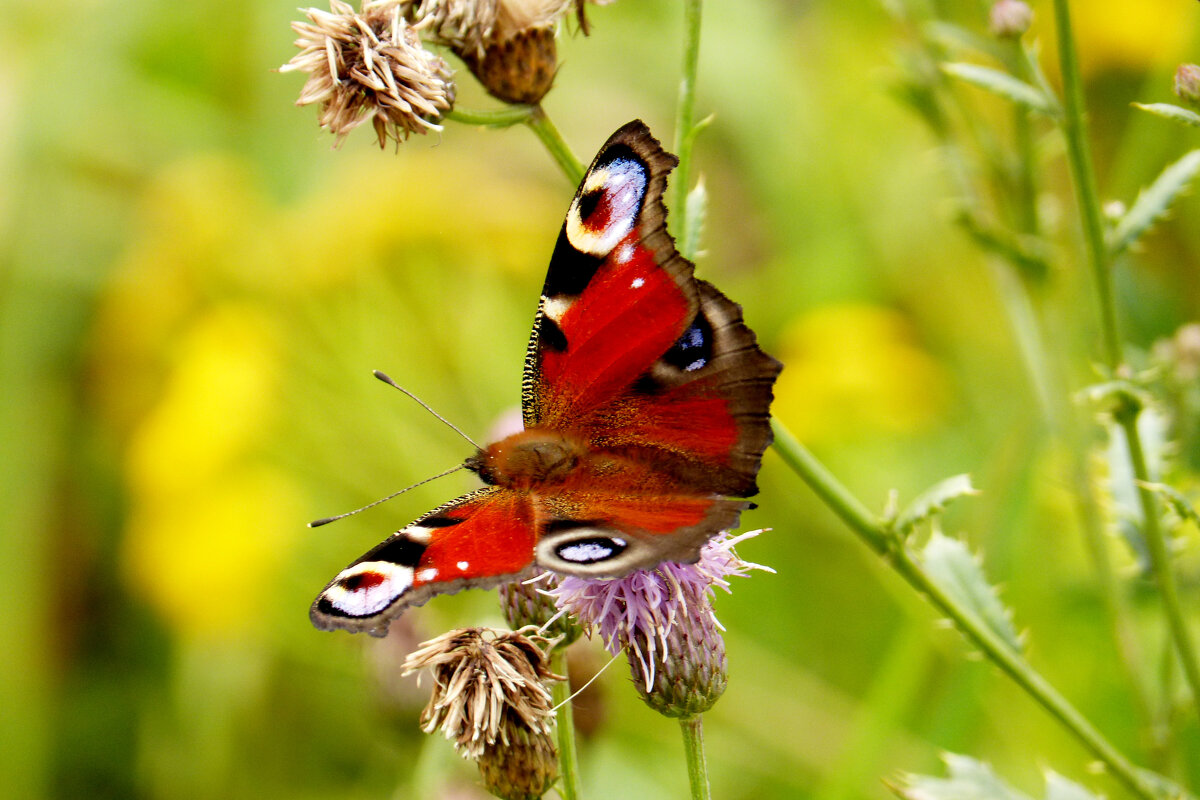 опять про бабочек...277 - Александр Прокудин