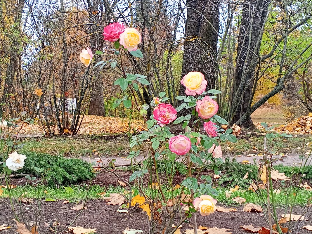 Роза - Сапсан 