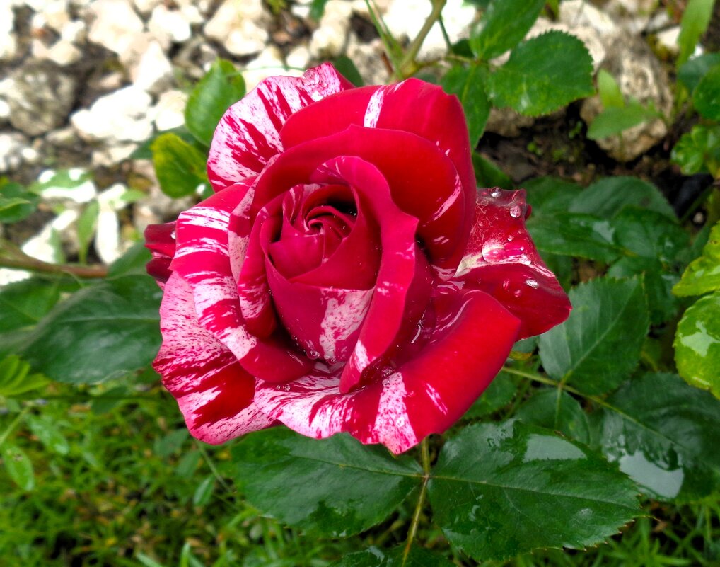 Роза - Наталья 