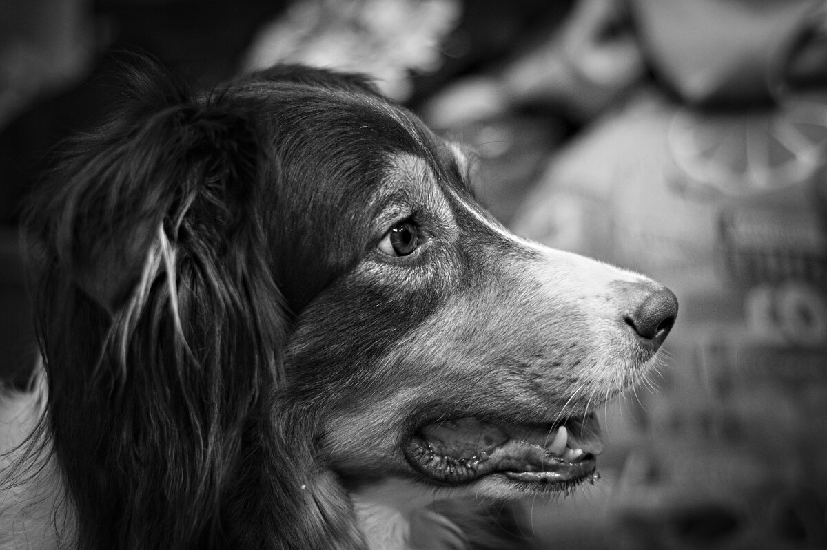 собакен - Артём Евтюхов собакен - Артём Евтюхов