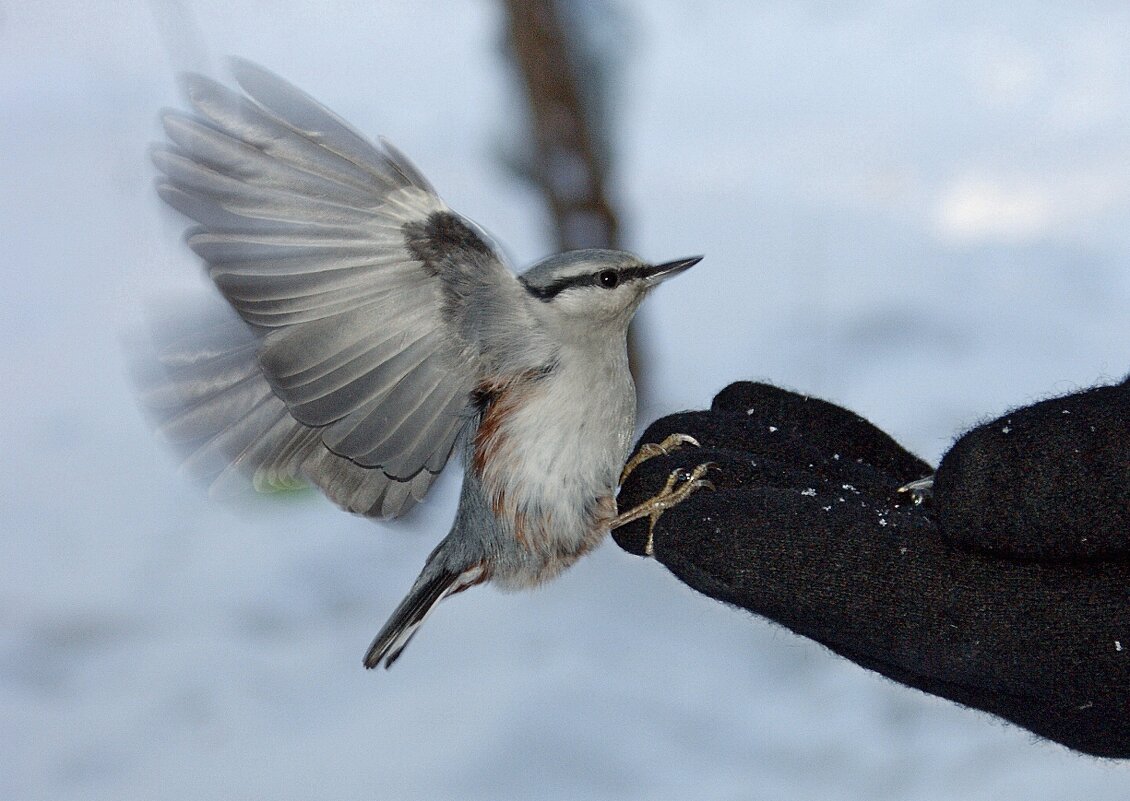 За  семечками! - Галина Нестратова