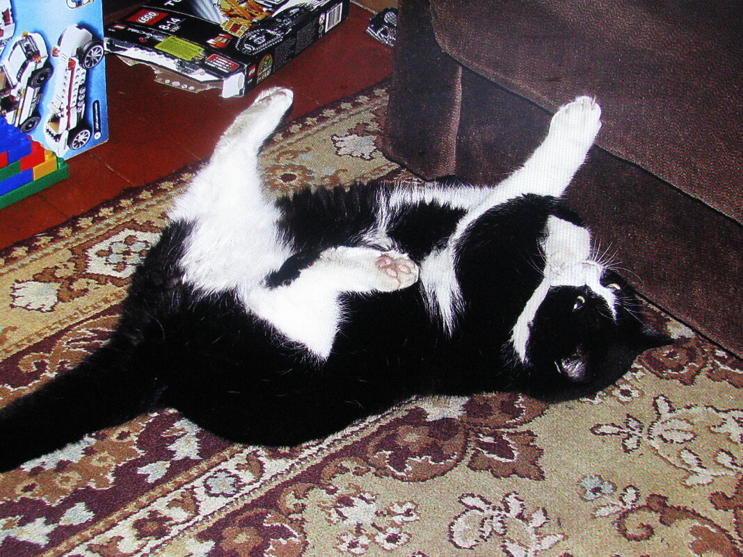 Баловень - Людмила Смородинская