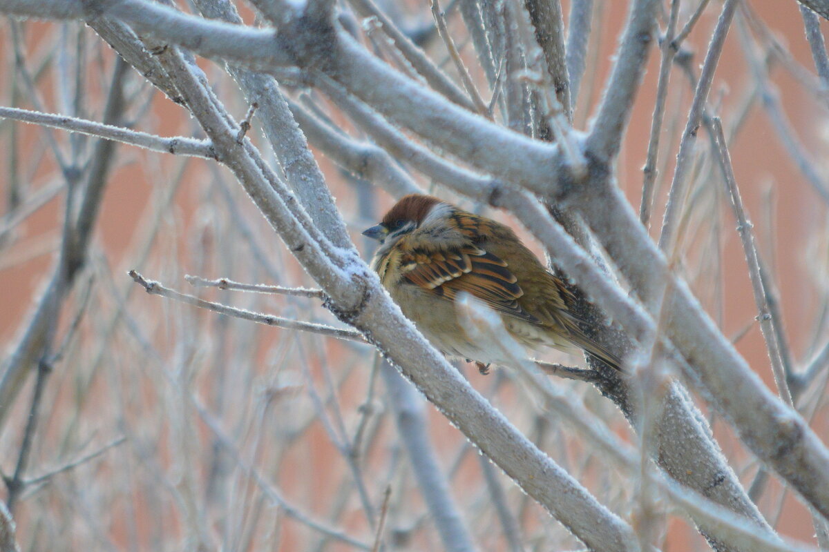 В мороз птицам холодно, - подкормите! - Татьяна Лютаева