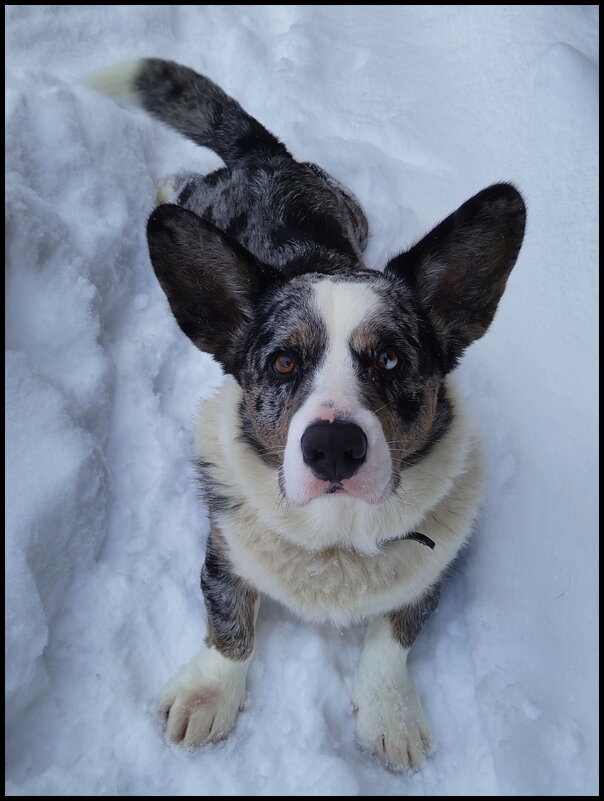 Чак на даче - Ольга Довженко Чак на даче - Ольга Довженко