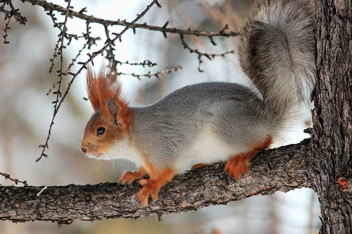 Алтайская- телеутка - елена беликова