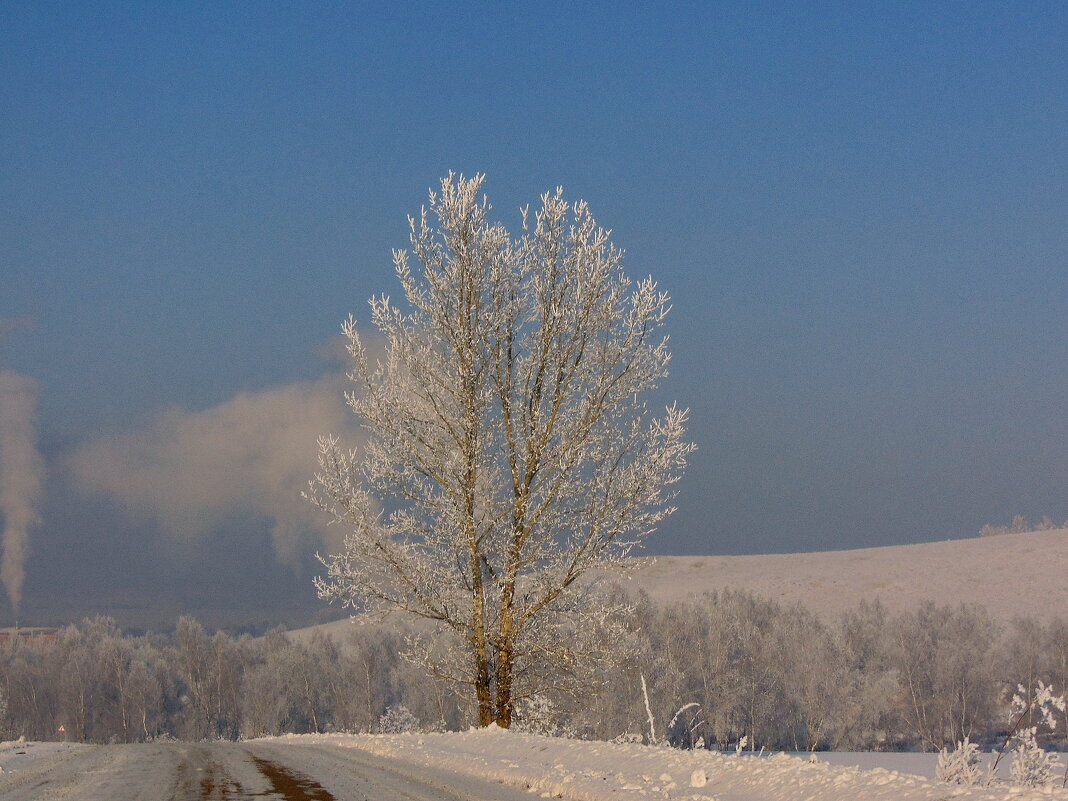 Зима старалась, как могла, глаз ночью не смыкала. Из снега полотно ткала, из инея вязала. - nadyasilyuk Вознюк