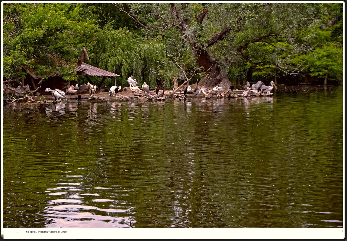 Венгрия , Будапешт  Зоопарк  2019Г - ujgcvbif 